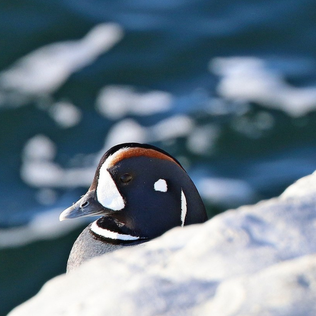 Harlequin duck