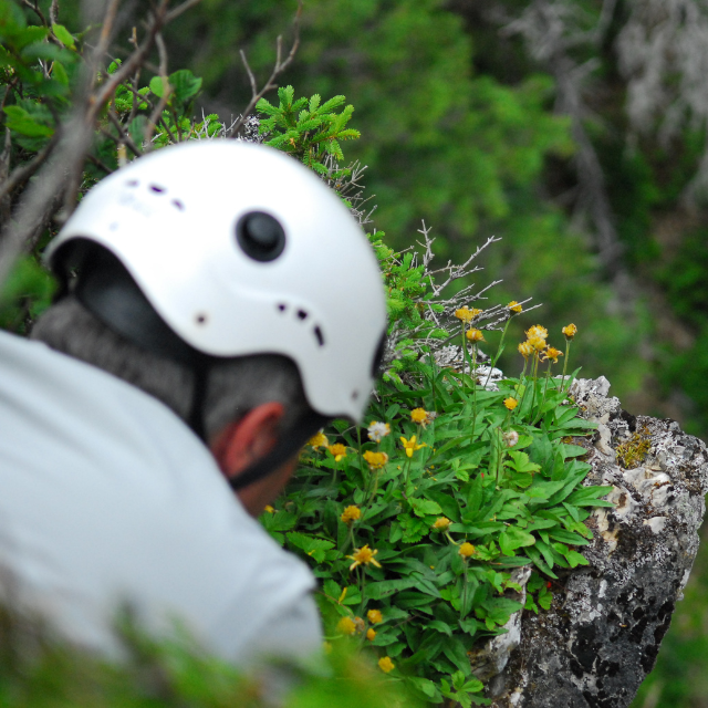 Yellow-flowered plant on a cliff.