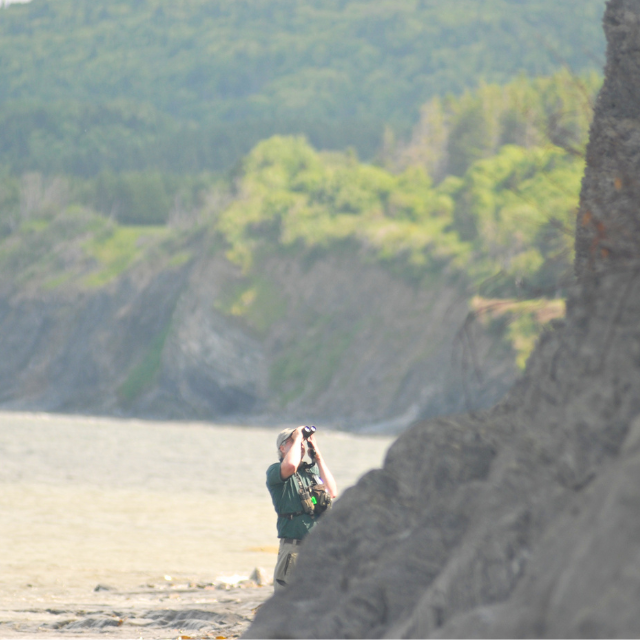 A Parks Canada employee counts Bank swallow nest.