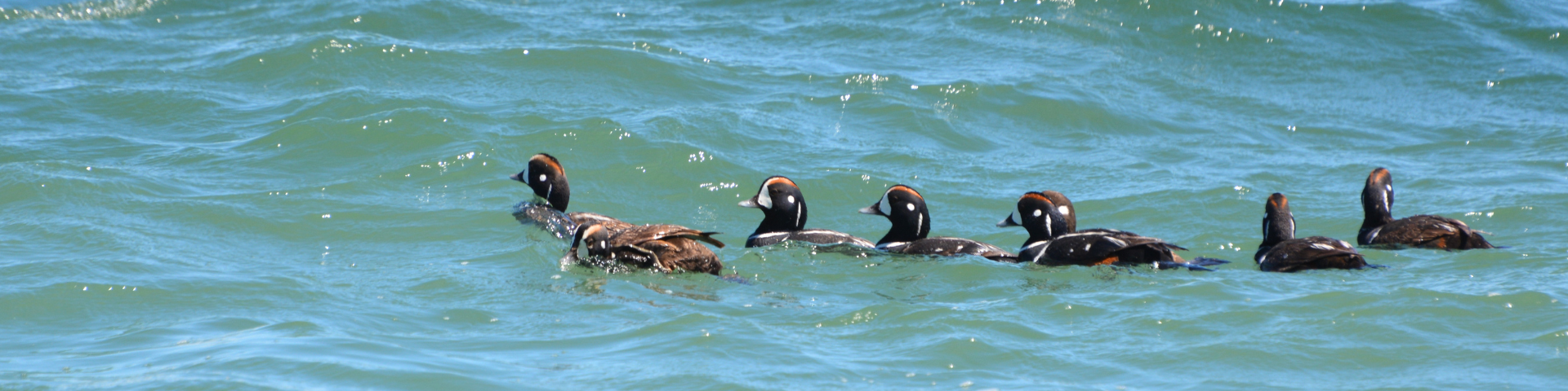 Group of Harlequin ducks on the sea