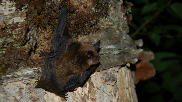 Northern long-eared myotis