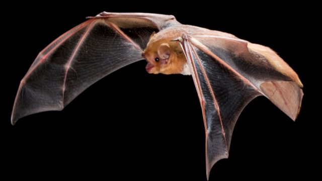 Bat in flight.