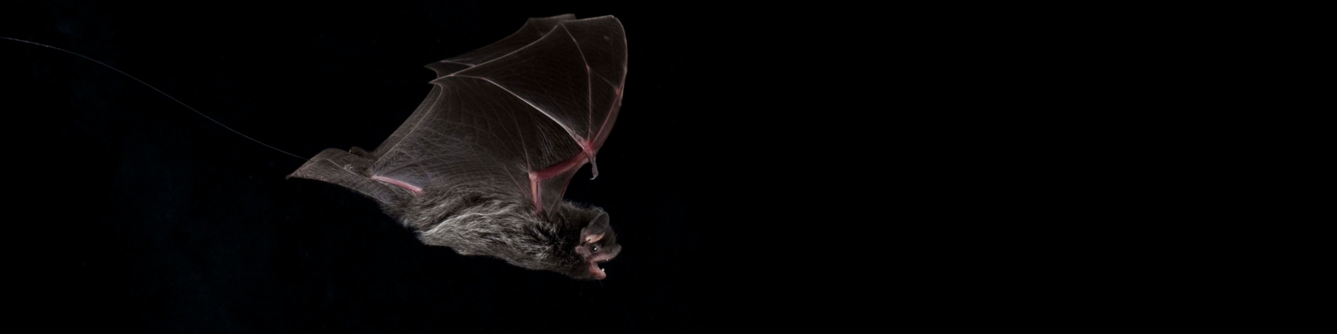 Silver-haired bat flying.