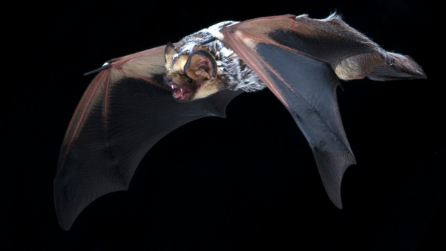 Silver-haired bat flying.