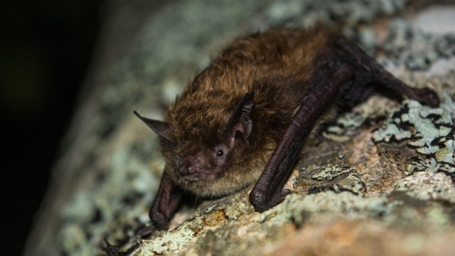 Little brown bat