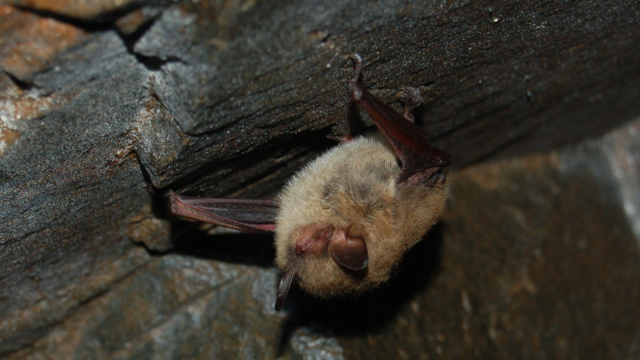 Tri-coloured bat