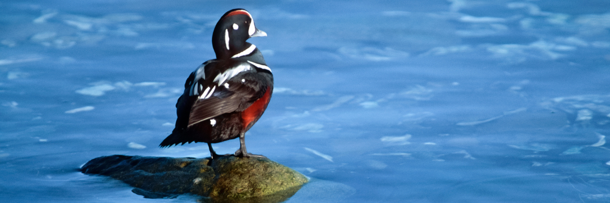 Harlequin Duck on a shoreline rock