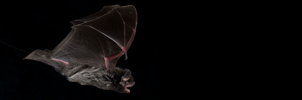 Little brown bat in flight.