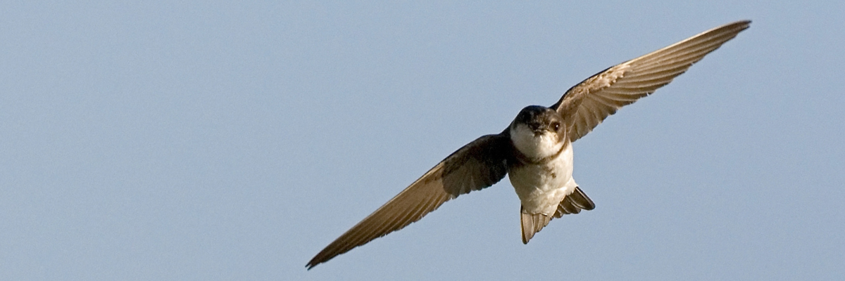 Bank swallow in flight