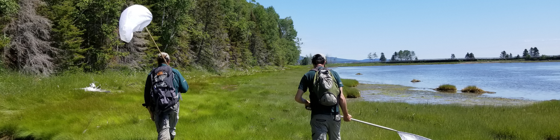 Two Forillon National Park employees walk with nets to catch butterflies.