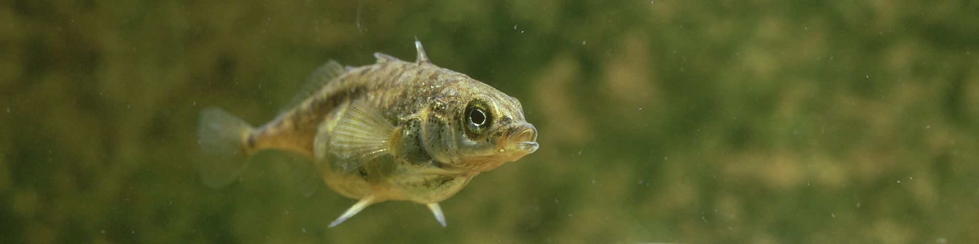 Une épinoche à trois épines (poisson) nage.