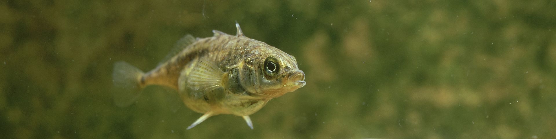 A stickleback fish swims.