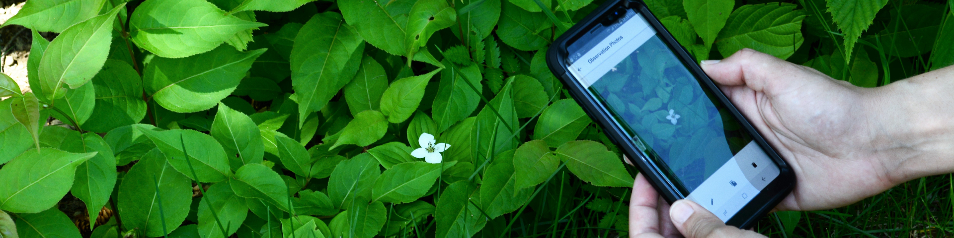A person takes a photo of a Bunchberry with a mobile device.