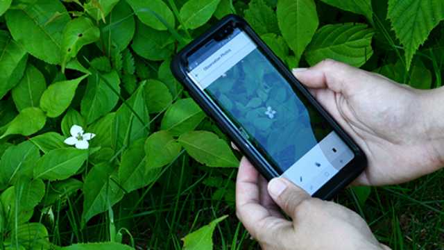 Une personne photographie une plante avec son téléphone intelligent.