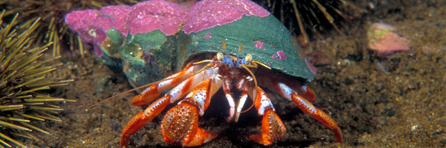 Bernard-hermite_hermit-crab