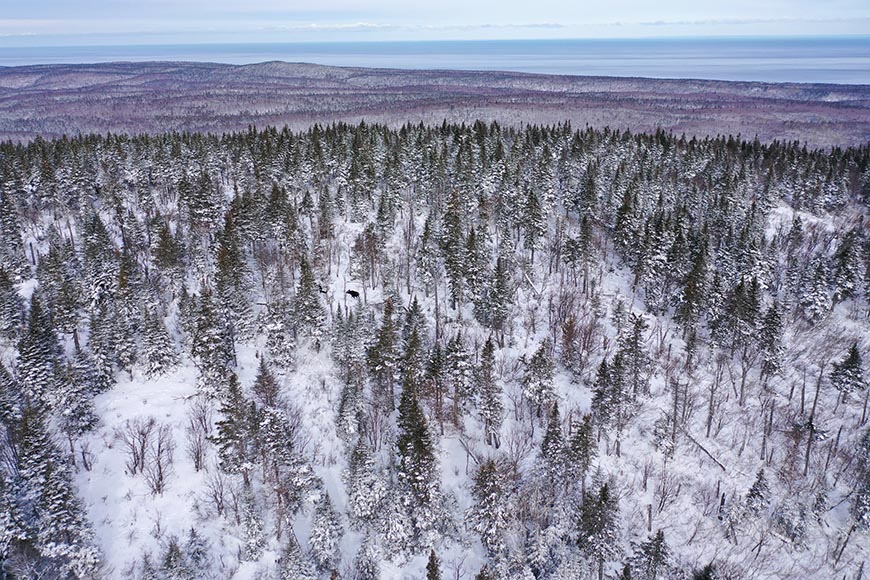 An aerial view of moose in a forest 