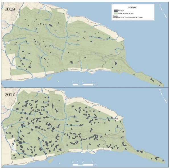 Figure 4. Répartition des ravages d’orignaux durant les hiver 2009 et 2017 dans le parc national Forillon — la version textuelle suit.