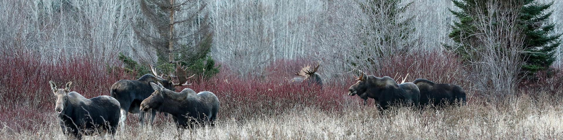 The photo shows 6 moose divided into 2 groups of 3. The animals are in a dogwood field at the foot of mountains covered with mixed forests. This is an autumn scene, taken in the L'Anse-au-Griffon area, during the period when moose come to feed intensively before winter.