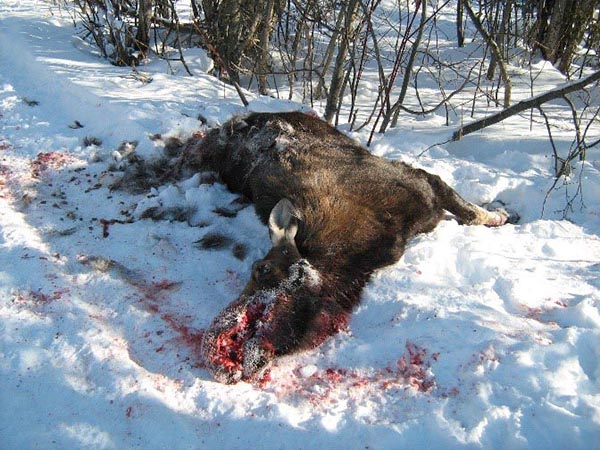 The photo shows a dead female moose lying by the side of a road inside Forillon National Park. This is an unusual case of coyote predation, observed in the winter of 2014 after heavy snowfall.