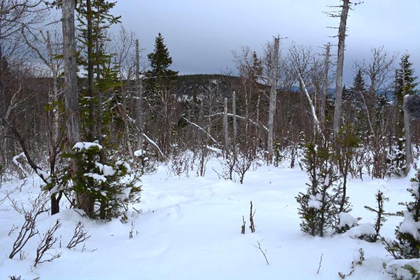 The photo is taken close to the ground from inside the bare area. It shows a lot of stunted shrubs, because heavily grazed, surrounded by dead trees (snags) and, in the background, another less bare mountain.