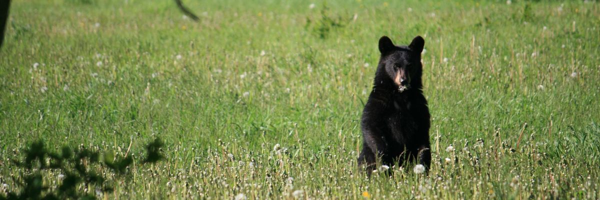 A black bear stands in an open field.
