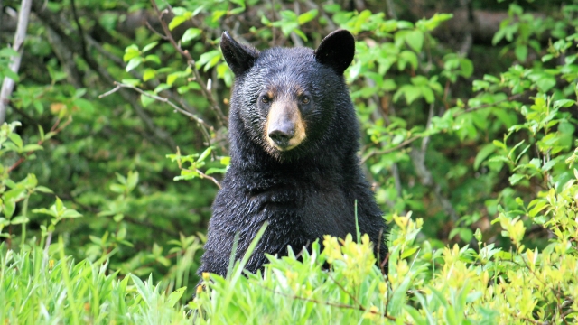A black bear is standing up in a field