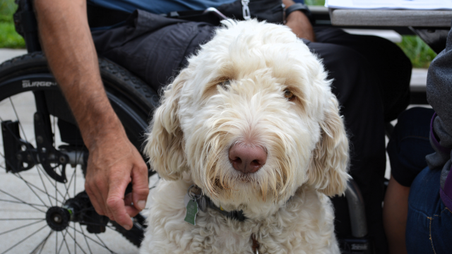 A service dog looks at the camera beside his ownerin a wheelchair. 