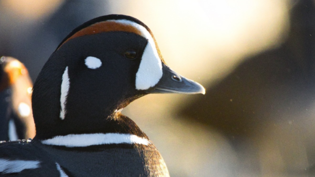 Male Harlequin Duck. 