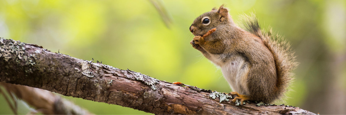 A red squirrel eats a fruit on a branch.