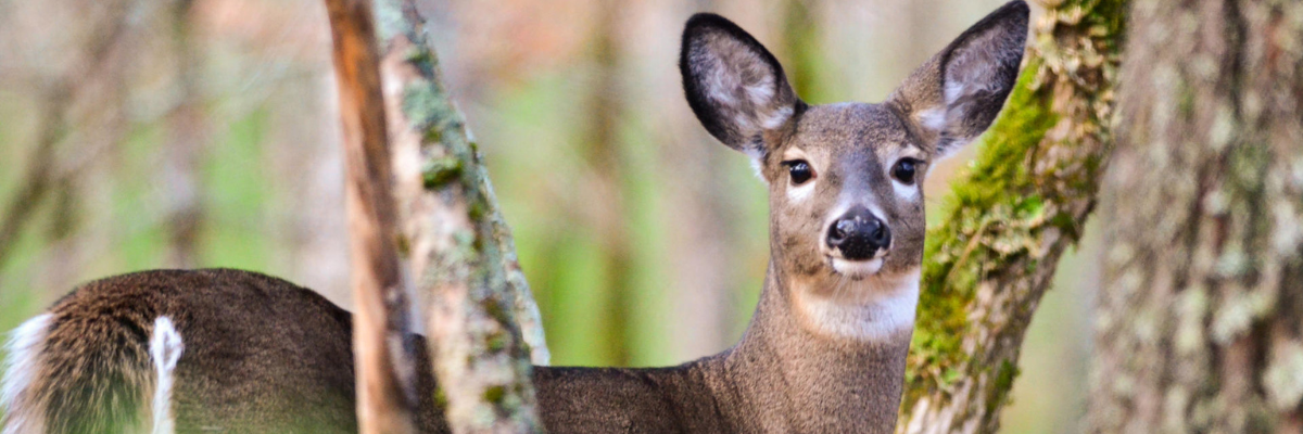 White-tailed deer. 