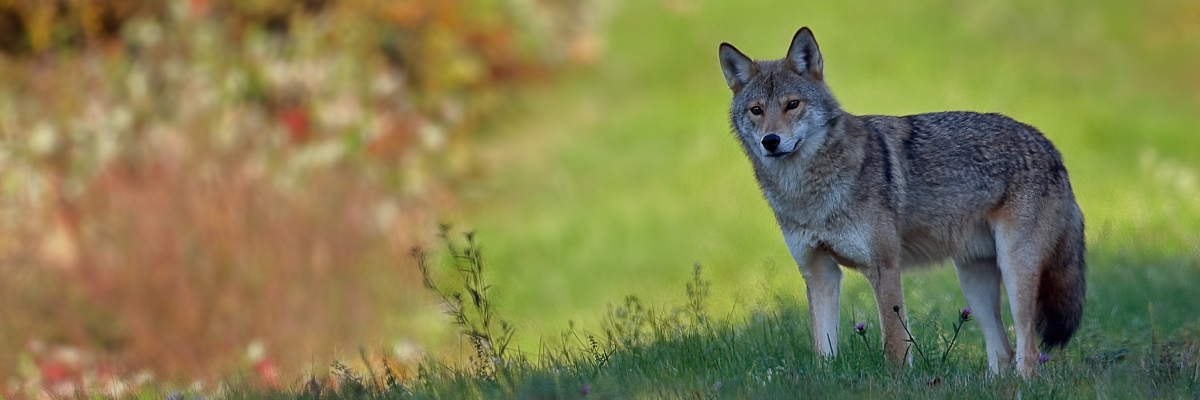Un coyote de l'Est se tient immobile dans un sentier forestier. 
