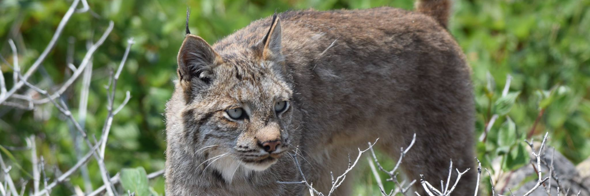 Cana lynx in the wood