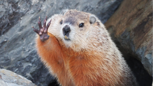 A groundhod seems to make a high five!