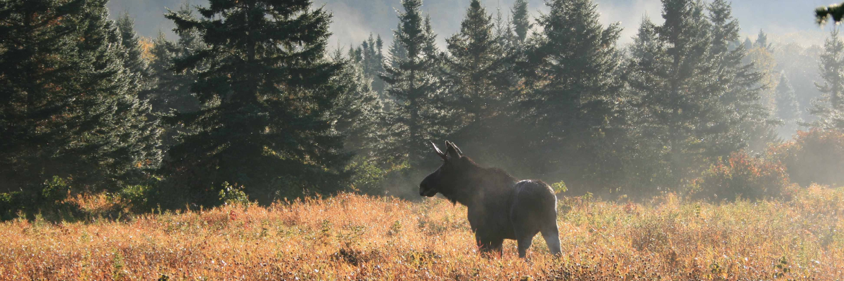 Moose in a field at dusk. 