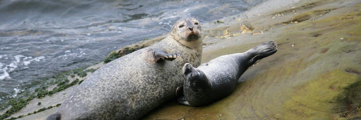 A harbour seal and its pup on a coastal rock.