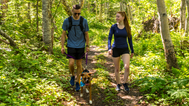 Two hikers and their dog in a forest trail. 