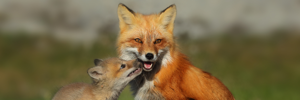 A fox cub approaches its mother's snout.