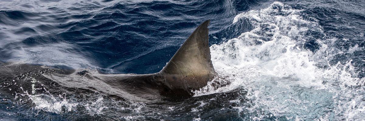 Dorsal fin of a great white shark at the surface of the water.