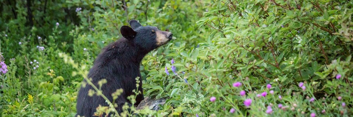 Un ours, debout, approche son museau d'un cornouiller.