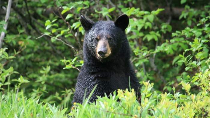 Black bear standing in a field