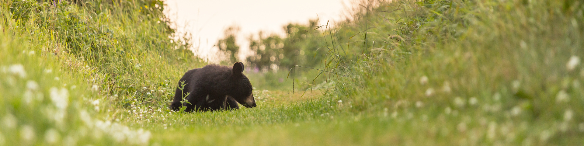 Un ours couché dans les fleurs