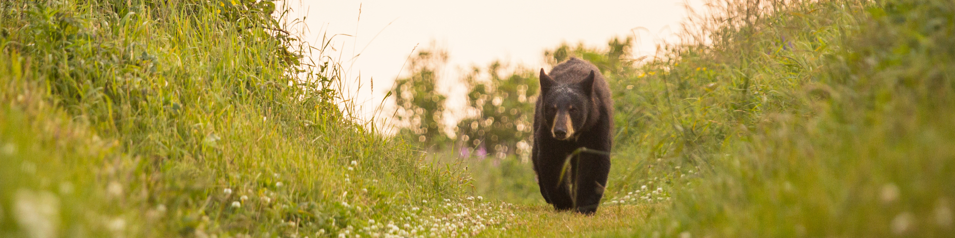 Un jeune ours noir d'approche de la caméra dans un sentier. 