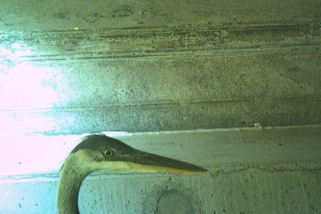 Face de grand héron captée par une caméra de surveillance.