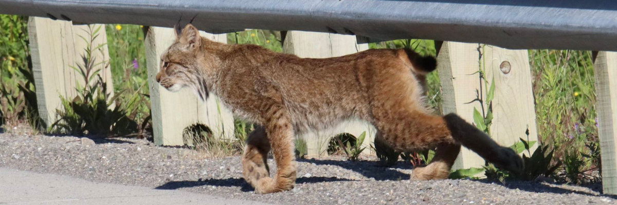 Une voiture passe près d'un radar pédagogique, soit une installation électronique affichant la vitesse des automobilistes.  