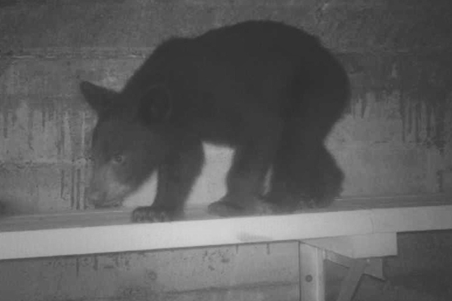 Un ours noir marche sur une rampe de bois installée dans un ponceau sous une route. 