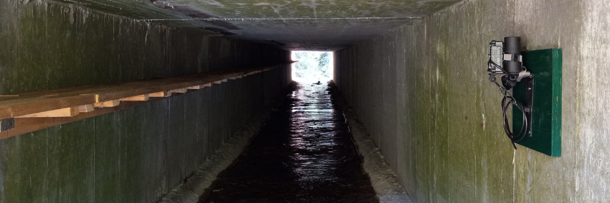 Wildlife crossing in a culvert.
