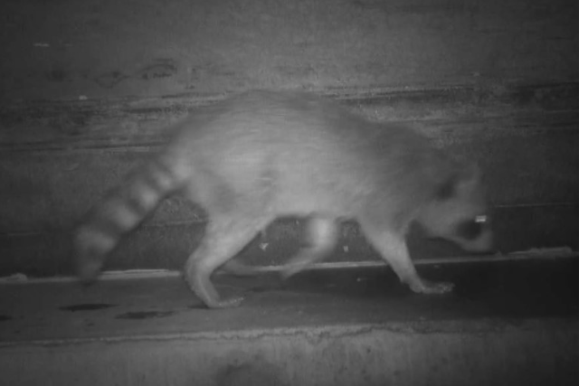 Image de caméra de surveillance montrant un raton-laveur sur une rampe d'accès dans un ponceau. 