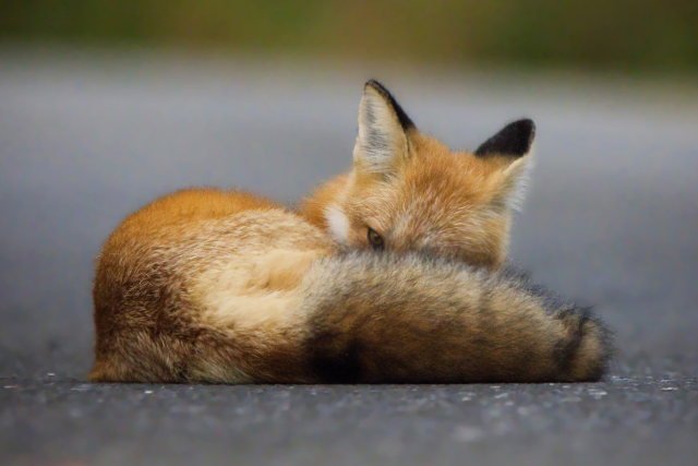 Un renard couché sur une route cache une partie de sa face avec sa queue. 