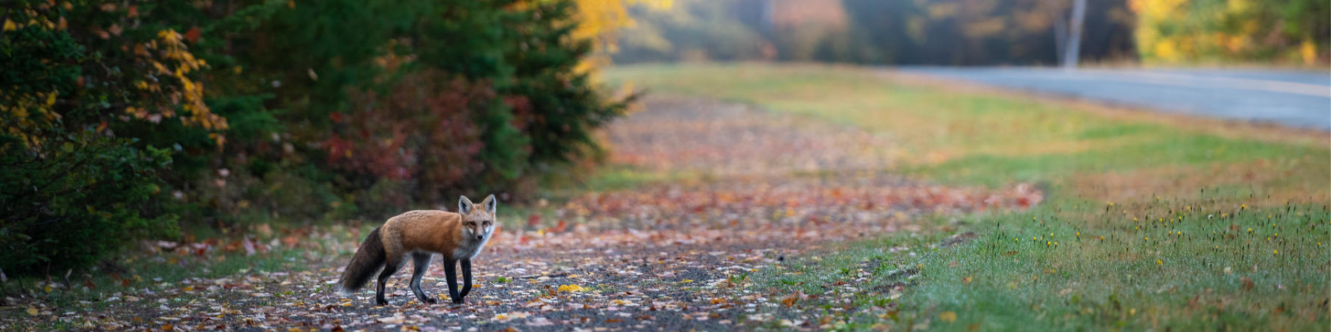 Un renard roux sur une aire gazonnée près d'une route dans un paysage d'automne.  