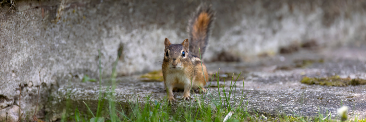 A chipmunk at the end of a concrete sidewalk looks towards the camera.